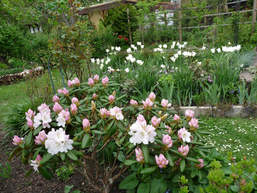  - Azalee si Rhododendroni