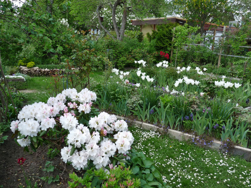  - Azalee si Rhododendroni