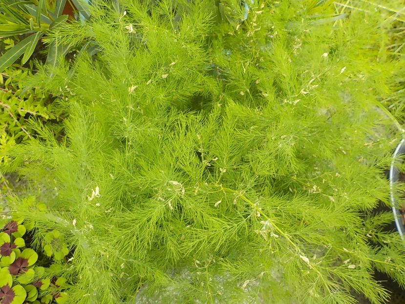  - asparagus de gradina