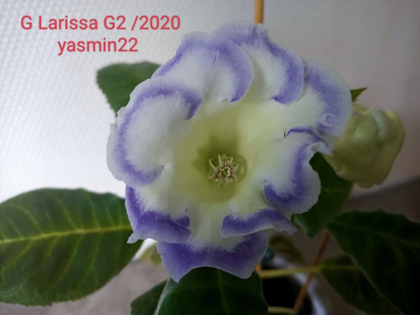 29.05.2022 - Gloxinia x din 2020 G2 - sau G Larissa