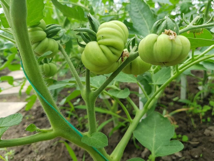 Costoluto fiorentino - Tomate 2022 soiuri si hibrizi