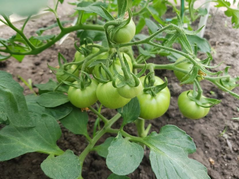 Rila f1 - Tomate 2022 soiuri si hibrizi