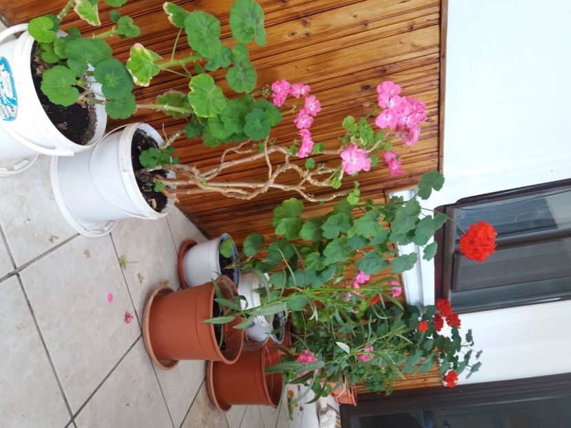  - A FLORILE DE LA BAICOI 2022