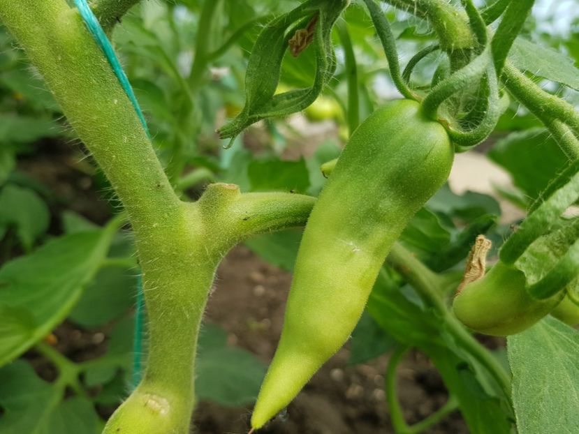 Hera - Tomate 2022 soiuri si hibrizi