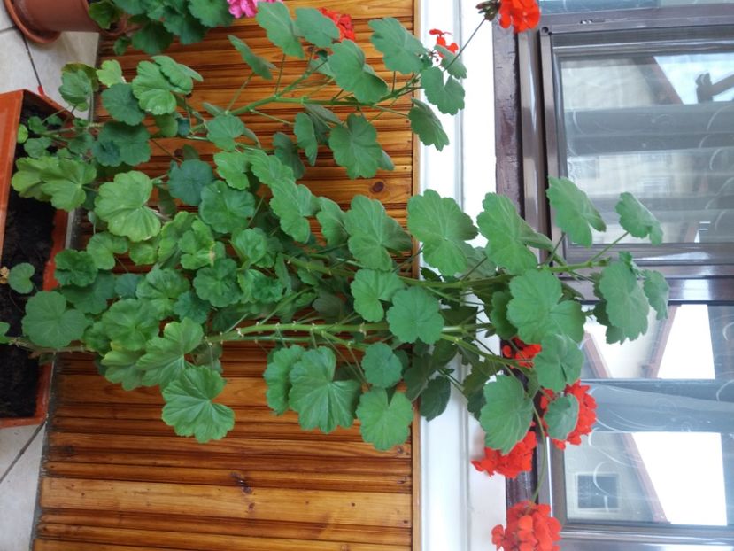  - A FLORILE DE LA BAICOI 2022