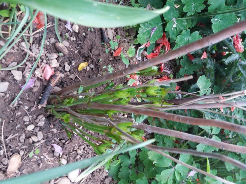  - A FLORILE DE LA BAICOI 2022