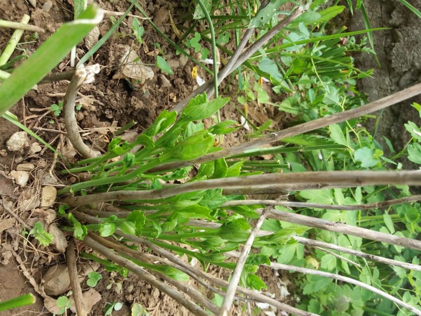  - A FLORILE DE LA BAICOI 2022