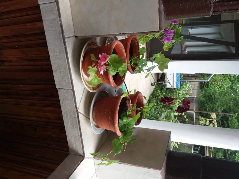  - A FLORILE DE LA BAICOI 2022