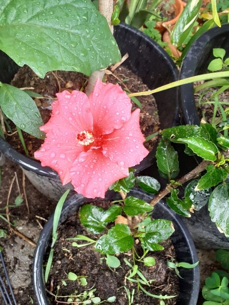  - Mai 2022 volumul 2