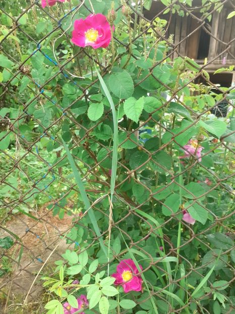  - Mai 2022 volumul 2