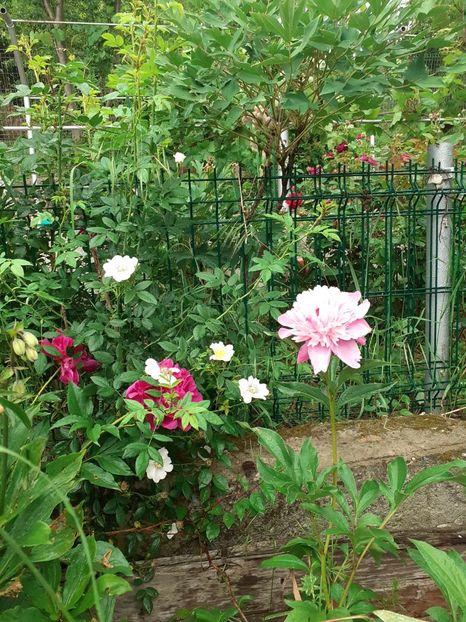  - Mai 2022 volumul 2