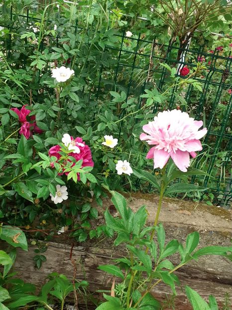  - Mai 2022 volumul 2