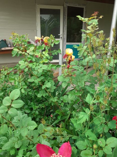  - Mai 2022 volumul 2