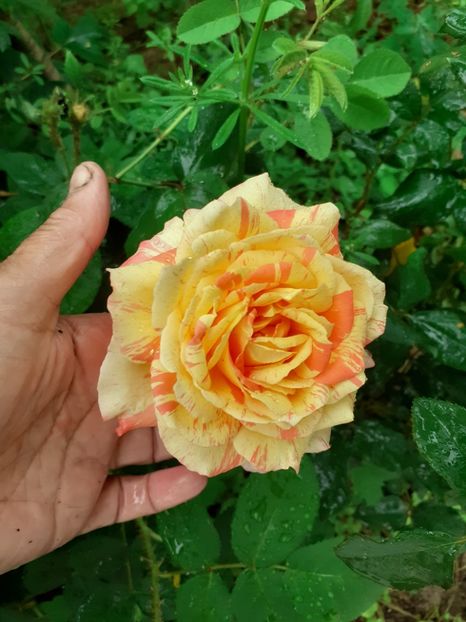  - Mai 2022 volumul 2