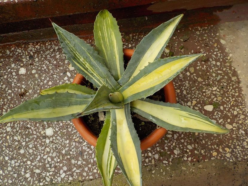  - Genul Agave