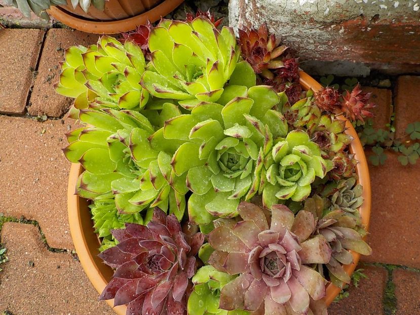  - Genul Sempervivum