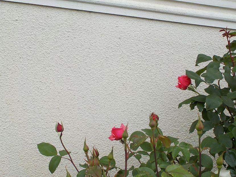  - Trandafiri in gradina mea