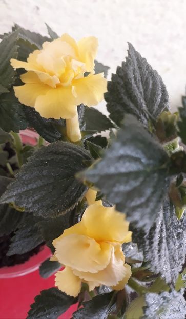  - 0001 2022 - BriD s LIMONELLA