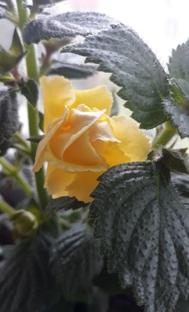  - 0001 2022 - BriD s LIMONELLA