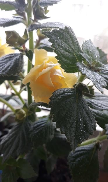  - 0001 2022 - BriD s LIMONELLA