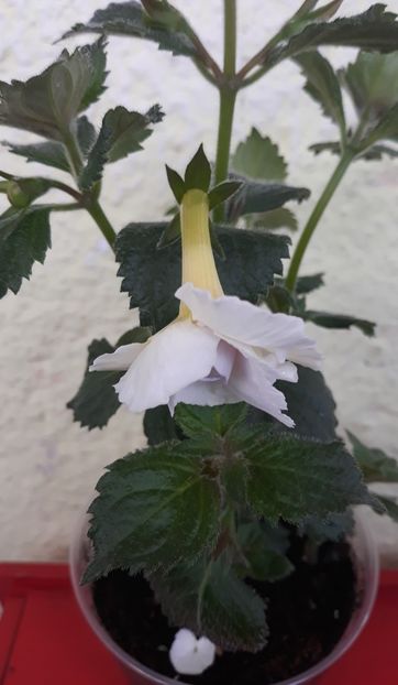  - 0001 2022 - BriD s APHRODITE