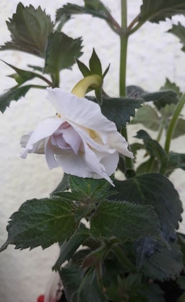  - 0001 2022 - BriD s APHRODITE