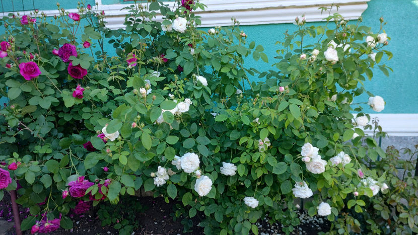 27 05 2022 - Glamis Castle