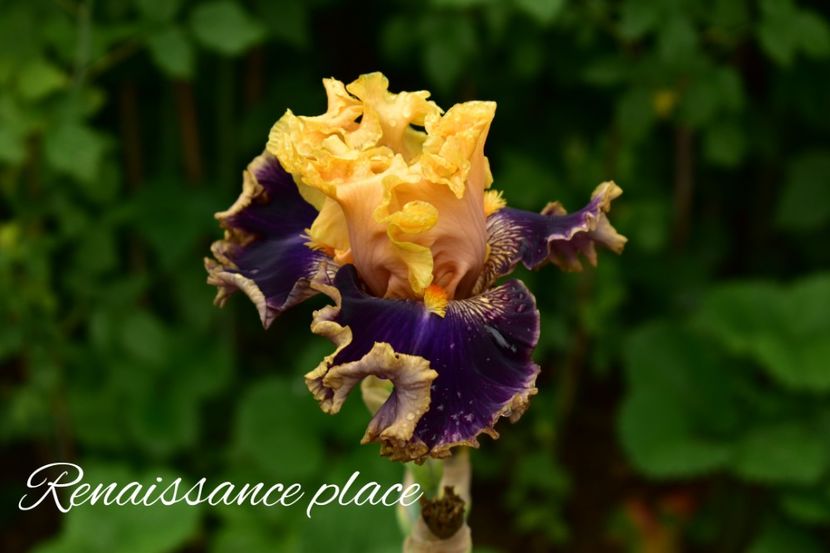 AddText_05-29-11.58.21 - Iriși 2022