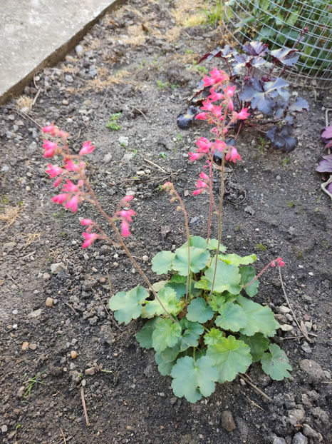 Sanguinea Leuchtkafer - Heuchera