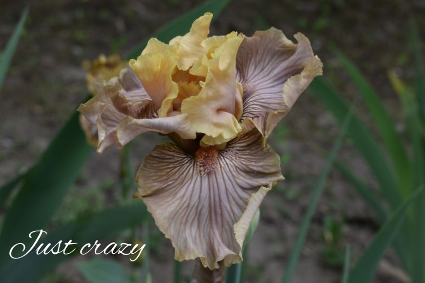 AddText_05-23-06.01.25 - Iriși 2