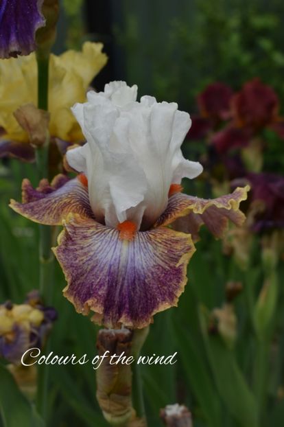 AddText_05-23-05.45.36 - Iriși 2