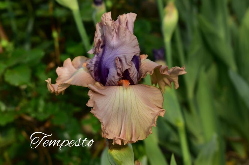 AddText_05-22-11.00.15 - Iriși 2