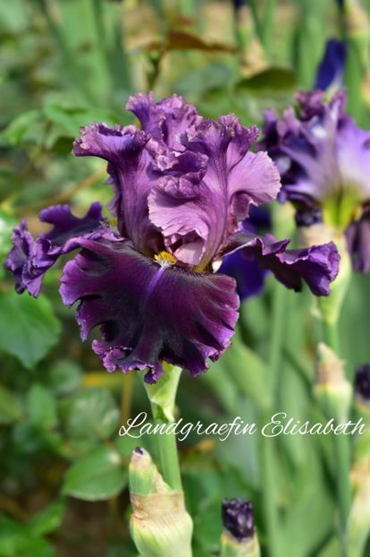 AddText_05-22-10.59.29 - Iriși 2