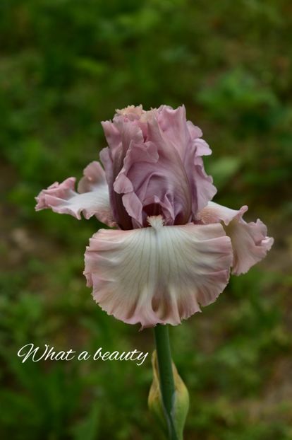 AddText_05-22-10.55.02 - Iriși 2