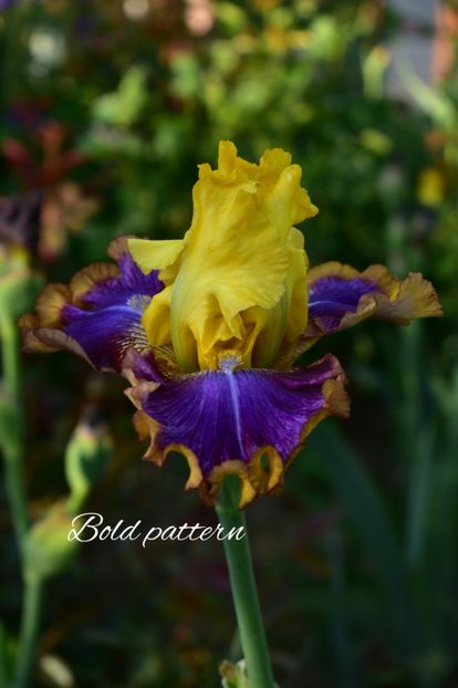 AddText_05-21-11.28.30 - Iriși 2