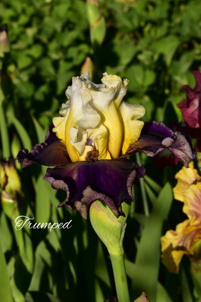 AddText_05-21-11.26.48 - Iriși 2