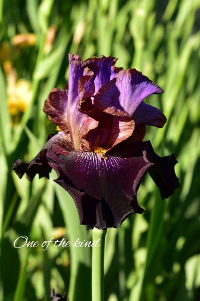 AddText_05-21-11.26.19 - Iriși 2