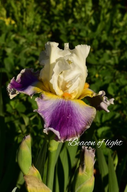 AddText_05-21-11.25.44 - Iriși 2