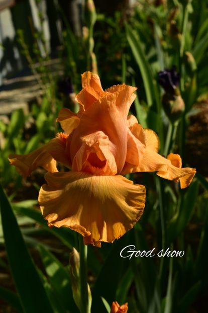 AddText_05-21-11.24.53 - Iriși 2