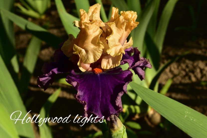 AddText_05-21-11.23.30 - Iriși 2