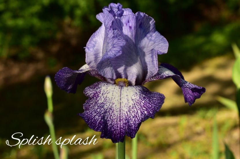 AddText_05-21-09.51.08 - Iriși 2