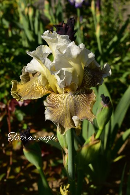 AddText_05-21-04.58.12 - Iriși 2