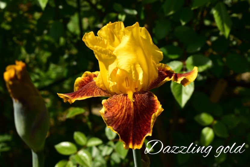 AddText_05-20-09.08.58 - Iriși 2