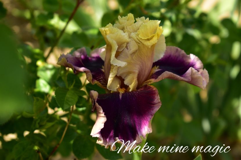 AddText_05-20-09.07.44 - Iriși 2