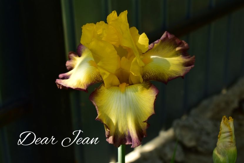 AddText_05-20-09.05.34 - Iriși 2