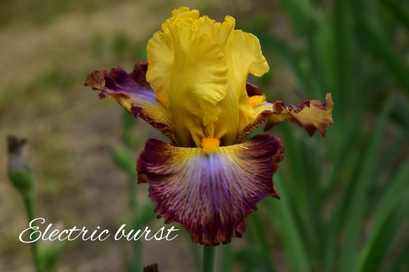 AddText_05-20-09.03.27 - Iriși 2