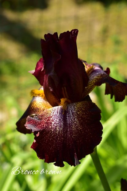 AddText_05-20-11.21.57 - Iriși 2