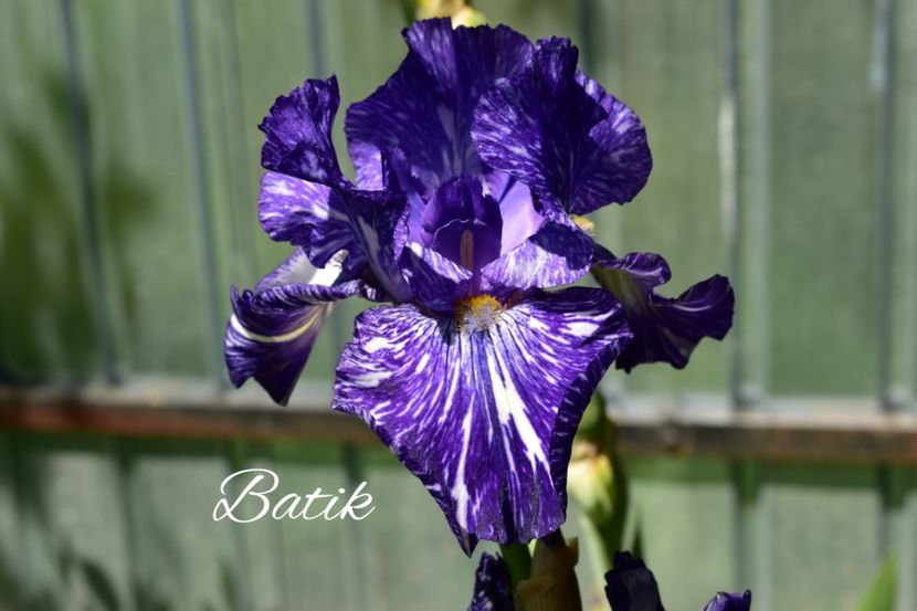 AddText_05-19-03.25.14 - Iriși 2