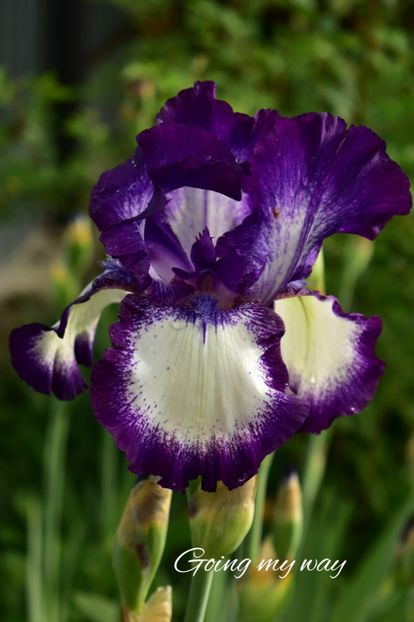 AddText_05-18-08.42.55 - Iriși 2