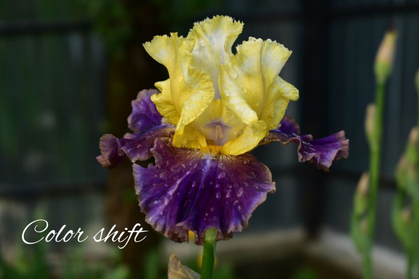 AddText_05-18-08.41.37 - Iriși 2